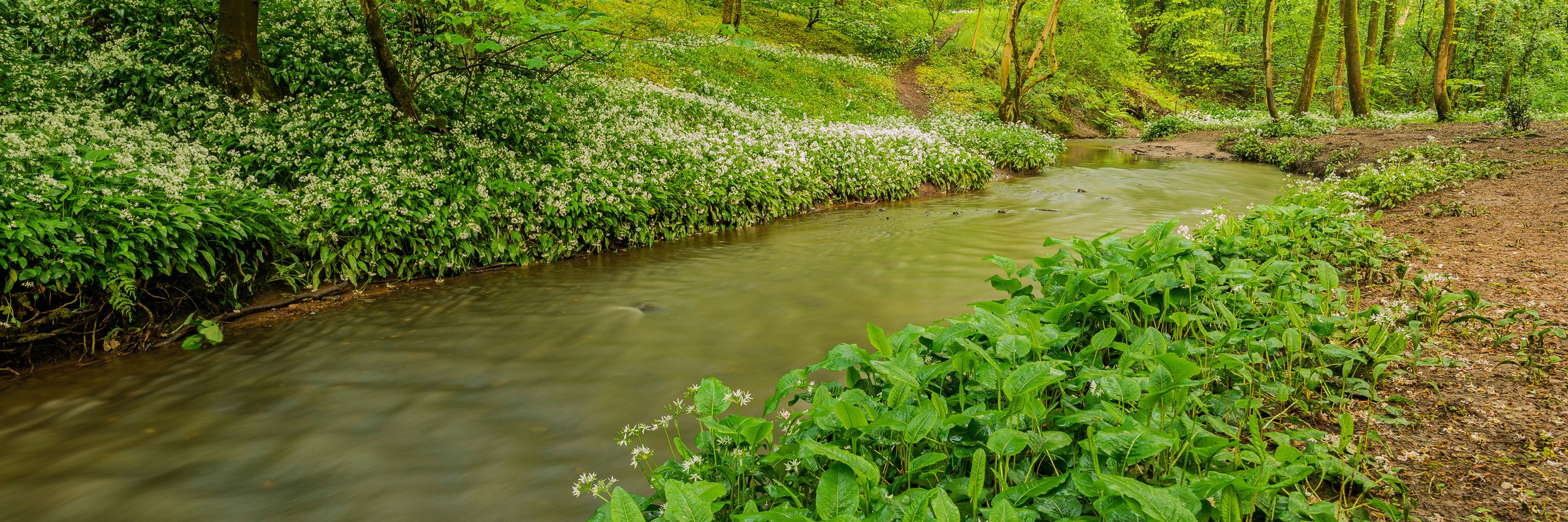 Photo of river and green growth at Worsley Woods