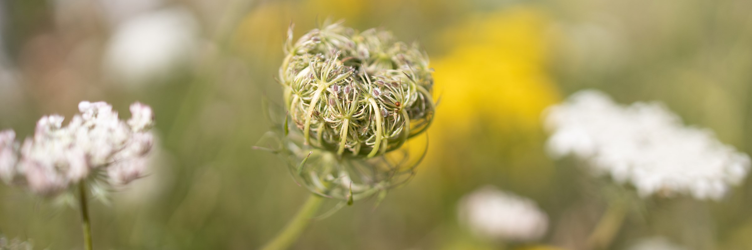 Photo of flower heads in a field
