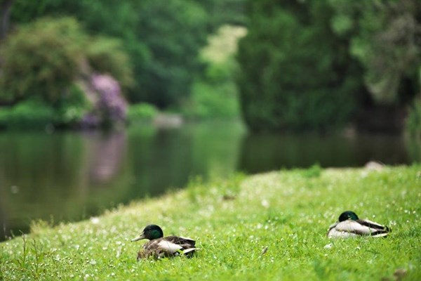 Two ducks sitting on the grass next to water.
