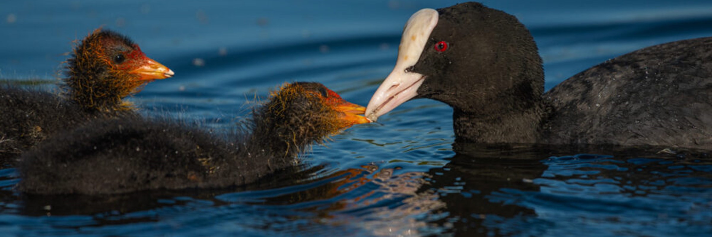 Photo of coot and two chicks in the water