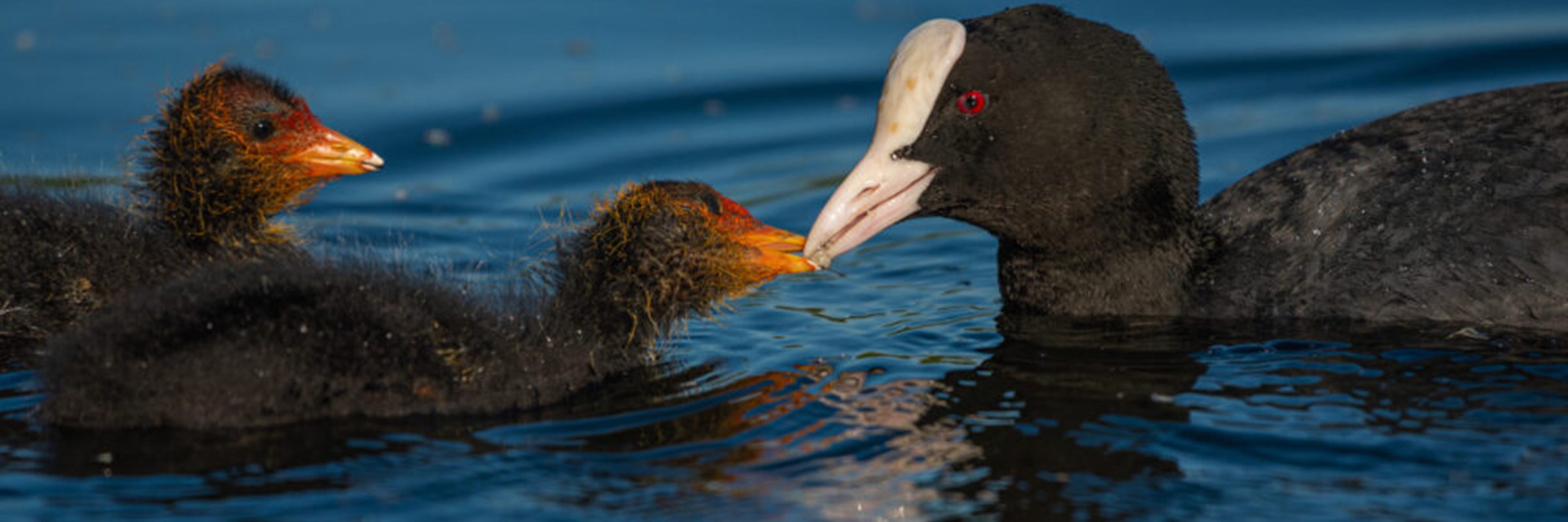 Photo of coot and two chicks in the water