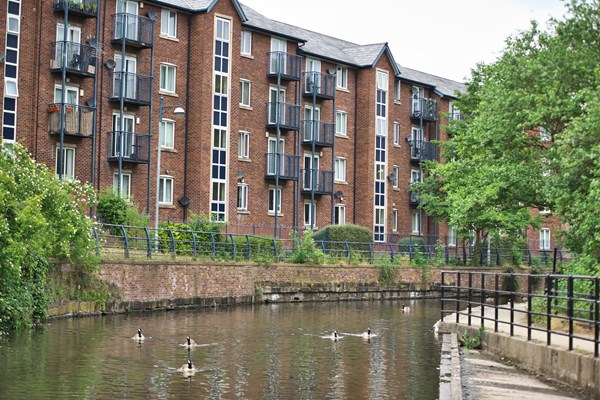 Geese swimming down a canal with a block of flats and trees in the distance