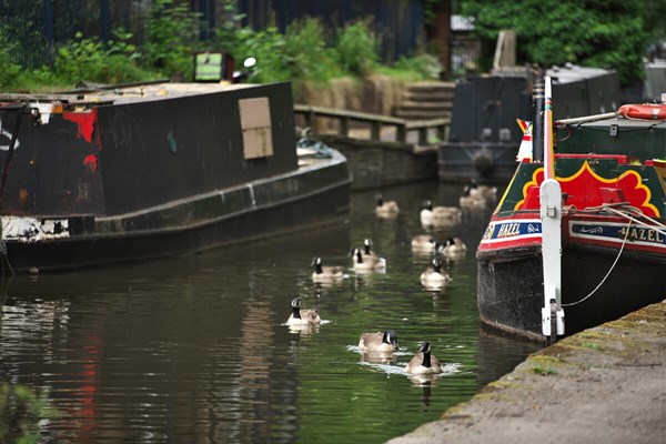 Geese swimming between two marrow boats on a canal