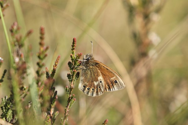 Photo of a Manchester Argus butterfly - photo credit: Andy Hankinson