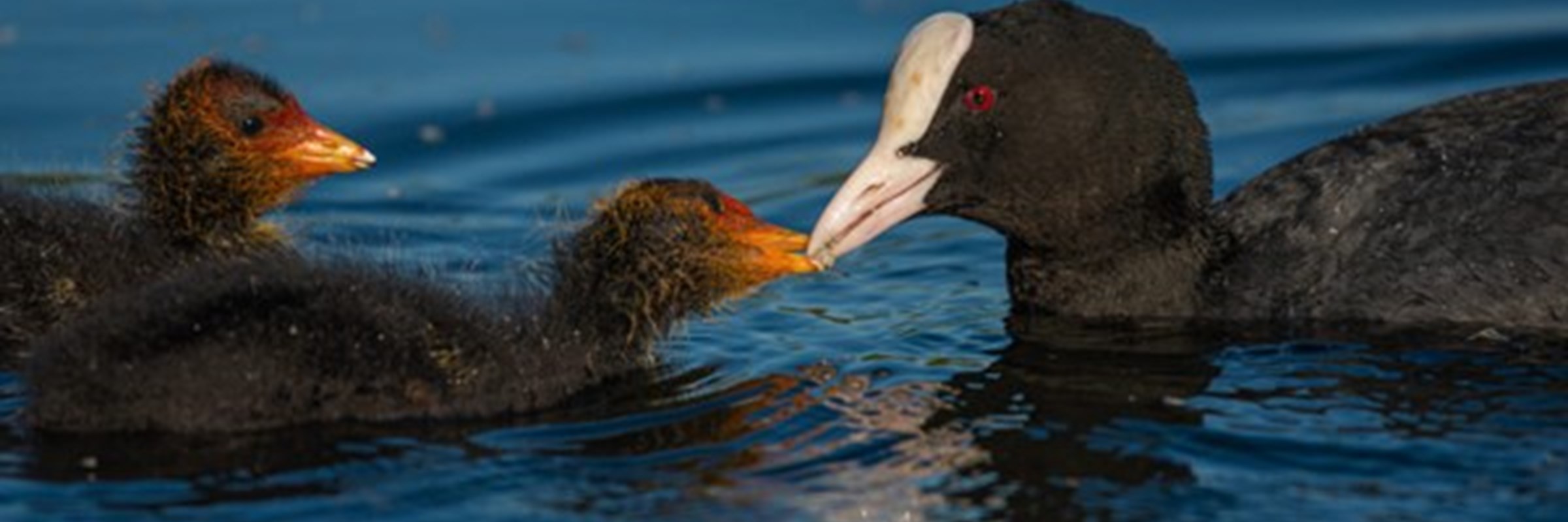 Photo of coot and two chicks in the water