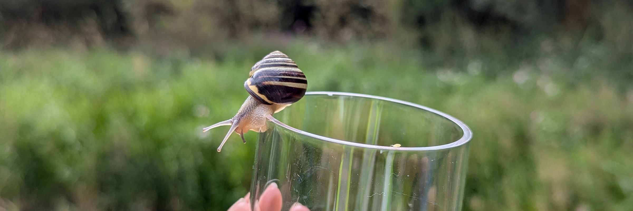 Photo of a snail on a cup being held up against some greenery